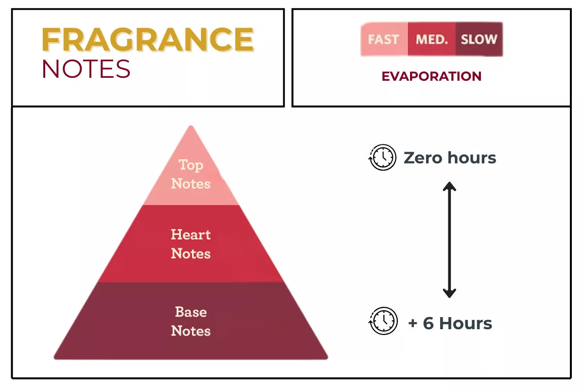 Top Notes Middle Notes Base Notes Examples Perfume Notes Explained: Top, Middle and Base Notes Guide – Haq Fragrances